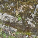 Umbilicus rupestris (Salisb.) DandyUmbilicus rupestris (Salisb.) Dandy