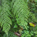 Athyrium filix-femina (L.) RothAthyrium filix-femina (L.) Roth