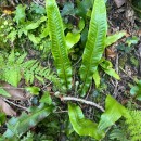Asplenium scolopendrium L.Asplenium scolopendrium L.