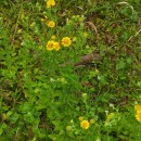 Pulicaria dysenterica (L.) Bernh.Pulicaria dysenterica (L.) Bernh.