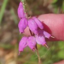 Erica ciliaris L.Erica ciliaris L.
