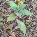 Hieracium x vasconicum .Hieracium x vasconicum .