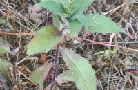 Hieracium x vasconicum .Hieracium x vasconicum .