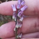 Scilla autumnalis L.Scilla autumnalis L.