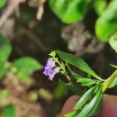 Anarrhinum bellidifolium (L.) Willd.Anarrhinum bellidifolium (L.) Willd.