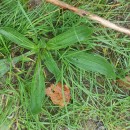 Plantago lanceolata L.Plantago lanceolata L.