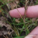 Juncus tenuis Willd.Juncus tenuis Willd.