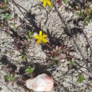 Hypericum humifusum L.Hypericum humifusum L.