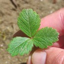 Potentilla sterilis (L.) GarckePotentilla sterilis (L.) Garcke