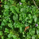 Viola palustris L.Viola palustris L.
