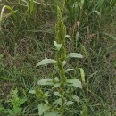 Amaranthus powellii S. WatsonAmaranthus powellii S. Watson