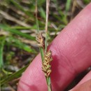 Carex panicea L.Carex panicea L.