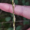 Molinia caerulea (L.) MoenchMolinia caerulea (L.) Moench