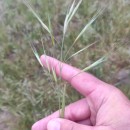 Bromus diandrus RothBromus diandrus Roth