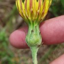 Scorzonera humilis L.Scorzonera humilis L.
