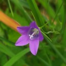 Campanula lusitanica  L.Campanula lusitanica  L.