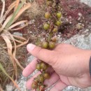 Asphodelus lusitanicus Cout.Asphodelus lusitanicus Cout.