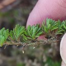 Thymus caespititius Brot.Thymus caespititius Brot.