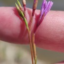 Epilobium brachycarpum C. Presl.Epilobium brachycarpum C. Presl.