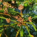 Cyperus eragrostis Lam.Cyperus eragrostis Lam.