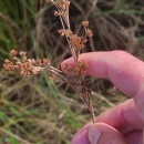 Juncus maritimus Lam.Juncus maritimus Lam.