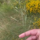 Festuca rivularis Boiss.Festuca rivularis Boiss.
