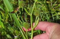 Sparganium erectum L. subsp. neglectum (Beeby) Schinz & Thell.Sparganium erectum L. subsp. neglectum (Beeby) Schinz & Thell.