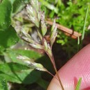 Poa infirma KunthPoa infirma Kunth