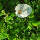 Zantedeschia aethiopica (L.) Spreng.Zantedeschia aethiopica (L.) Spreng.