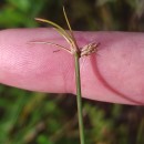 Eleocharis multicaulis (Sm.) Desv.Eleocharis multicaulis (Sm.) Desv.