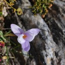 Crocus carpetanus Boiss. & Reut.Crocus carpetanus Boiss. & Reut.