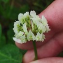 Trifolium repens L.Trifolium repens L.