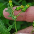 Senecio vulgaris L.Senecio vulgaris L.