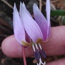 Erythronium dens-canis L.Erythronium dens-canis L.