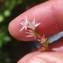 Sedum arenarium Brot.Sedum arenarium Brot.