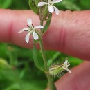 Silene gallica L.Silene gallica L.