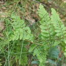 Dryopteris aemula (Aiton) KuntzeDryopteris aemula (Aiton) Kuntze
