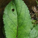 Scrophularia auriculata L.Scrophularia auriculata L.