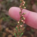 Calluna vulgaris (L.) HullCalluna vulgaris (L.) Hull