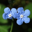 Omphalodes nitida Hoffmanns. & LinkOmphalodes nitida Hoffmanns. & Link