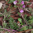 Pedicularis sylvatica L. subsp. sylvaticaPedicularis sylvatica L. subsp. sylvatica