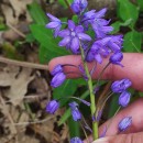 Hyacinthoides paivae S.Ortiz & Rodr.OubiñaHyacinthoides paivae S.Ortiz & Rodr.Oubiña