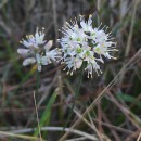 Allium ericetorum ThoreAllium ericetorum Thore