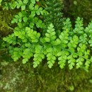 Asplenium obovatum Viv. subsp. billotii (F.W.Schultz) O.Bolòs, Vigo, Masalles & NinotAsplenium obovatum Viv. subsp. billotii (F.W.Schultz) O.Bolòs, Vigo, Masalles & Ninot