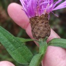 Centaurea nigra L. subsp. rivularis (Brot.) Cout.Centaurea nigra L. subsp. rivularis (Brot.) Cout.