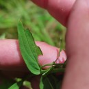 Hypericum perforatum  L.Hypericum perforatum L.