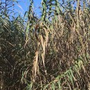 Arundo donax L.Arundo donax L.