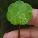 Hydrocotyle vulgaris L.Hydrocotyle vulgaris L.
