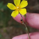 Halimium lasianthum (Lam.) Spach subsp. alyssoides (Lam.) GreuterHalimium lasianthum (Lam.) Spach subsp. alyssoides (Lam.) Greuter