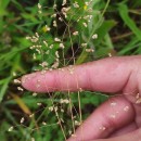 Briza minor L.Briza minor L.